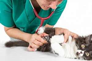 Cat Being Examined