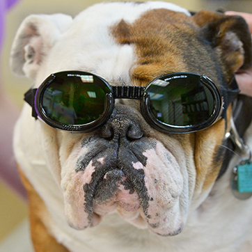 Bulldog with Goggles Receiving Laser Therapy