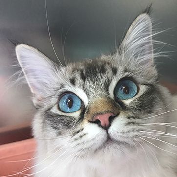 Cat with Blue Eyes