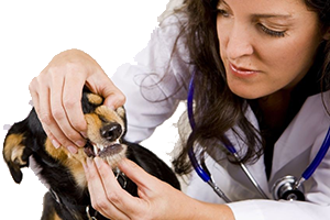 Canine Dental Exam