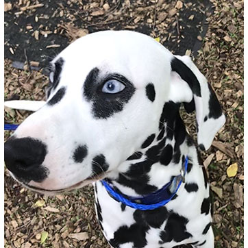 Dalmation