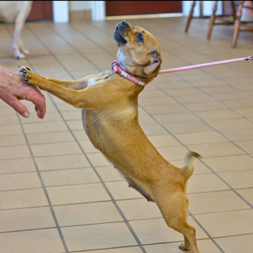 Dog Showing Off