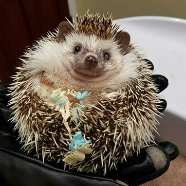 Hedgehog