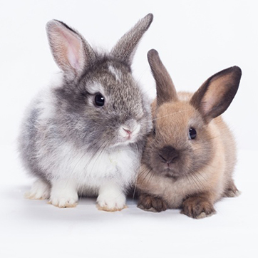 Two Rabbits